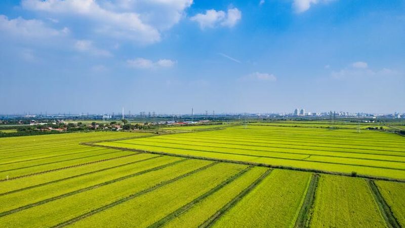 采摘园选址的优与劣：关键因素与误区解析