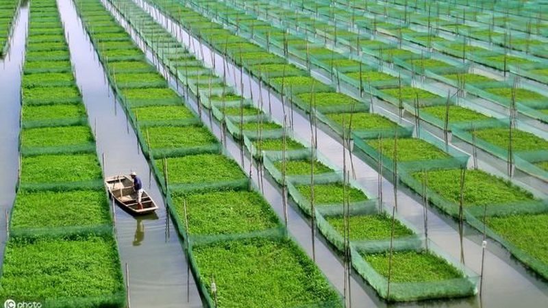 大棚蔬菜种植，这些技术参数你了解吗？**