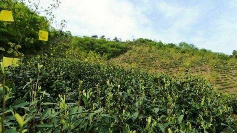 小麦玉米无人机植保，为什么价格差三倍