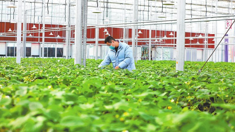省级现代农业示范区建设规范：打造高效农业新标杆
