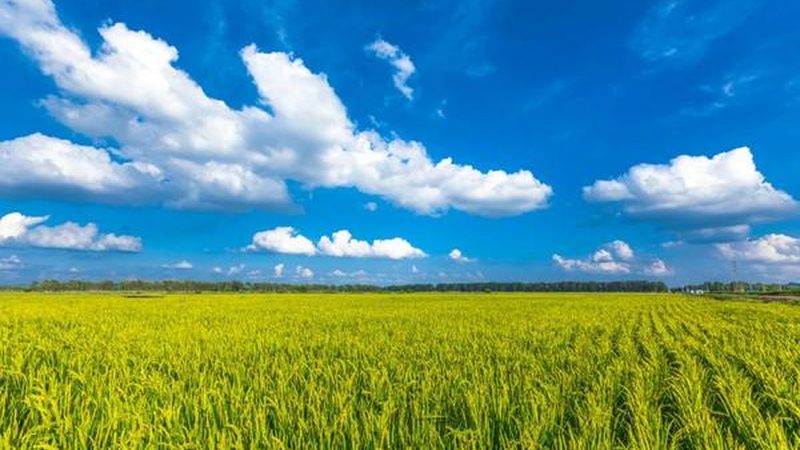 智慧农业种植系统定制方案：打造高效可持续的农田生态