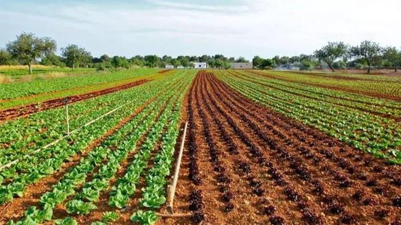 钢结构温室大棚尺寸参数解析：关键因素与选型逻辑