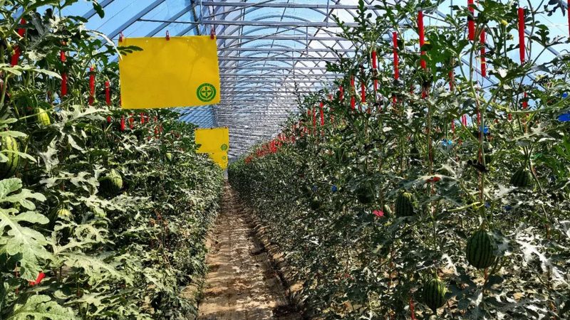 绿色食品认证现场检查要求：关键步骤与要点解析
