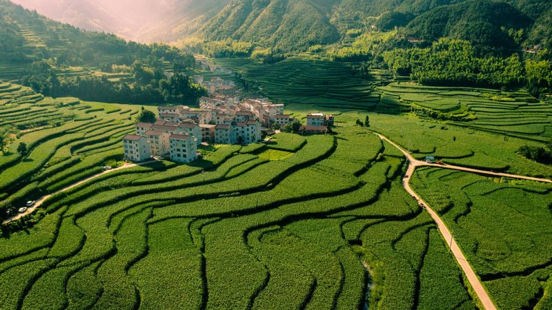 农业种植技术标准规范：确保丰收的关键**
