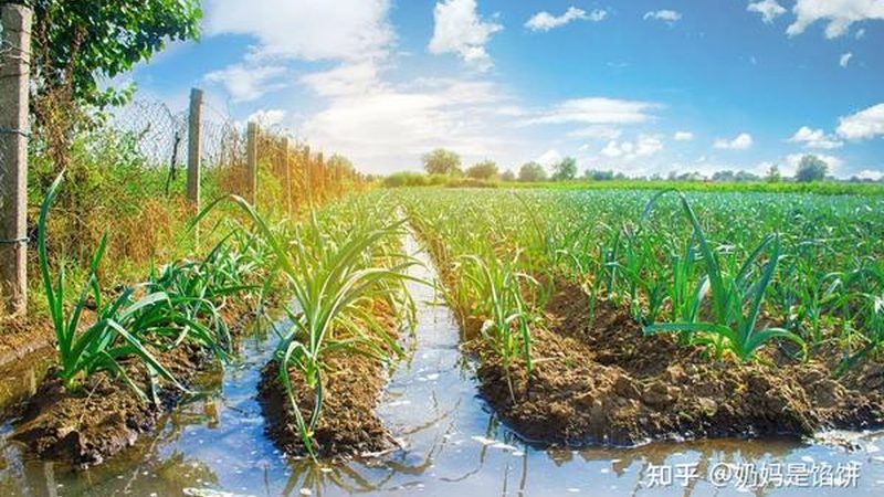 粮食种植补贴与农机补贴：有何区别？**